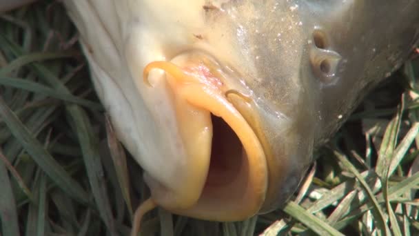 Close Up Immagine con un grande pesce dopo è stato catturato da un pescatore — Video Stock