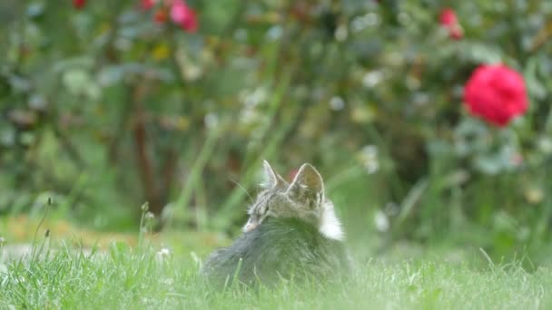 Bedårande och lekfull liten katt spelar i gräset i Backyard Garden — Stockvideo