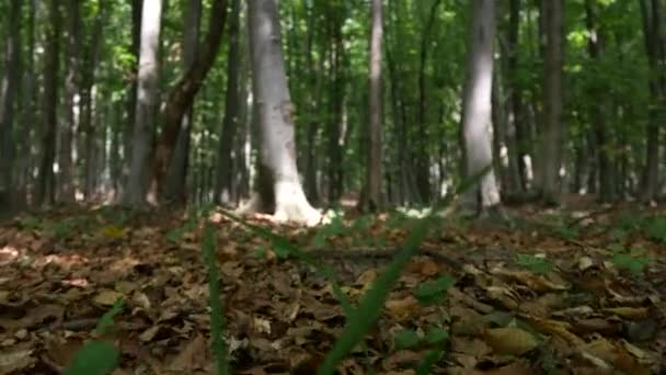 숲에서 산 길에 걷는 야생 자연의 Pov — 비디오