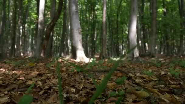 POV en la naturaleza salvaje caminando en un sendero de montaña en el bosque — Vídeo de stock