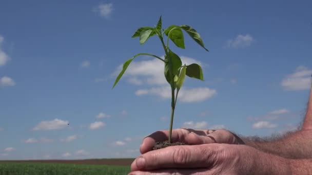 Imagen del Agricultor Manteniendo en Mano Estudiando y Observando una Planta Pequeña y Joven — Vídeos de Stock