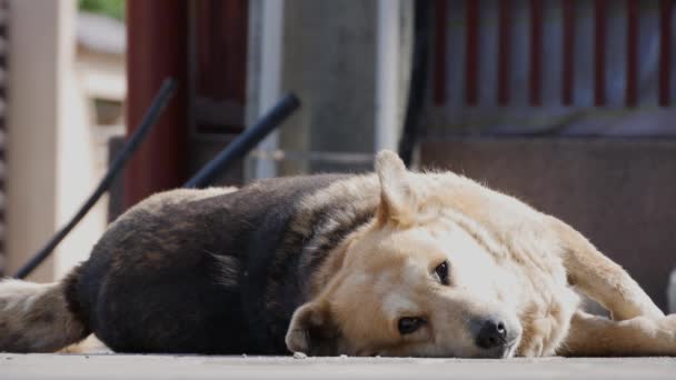Stor och vit inhemsk hund om ner sova avslappnad på marken — Stockvideo