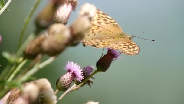 Közelről gyönyörű pillangó gyűjtése nektárt egy Thistle Flower — Stock videók