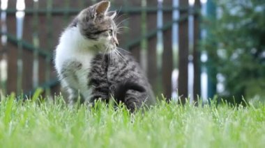 İki Yerli ve Eğlenceli Kediler Home Garden Çim oynamak