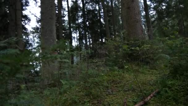 Wandern in freier Natur auf einem Bergpfad im Wald — Stockvideo