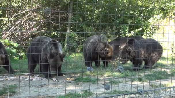 野生動物のための特別な避難所で捕虜エリアで食べる空腹のクマ — ストック動画