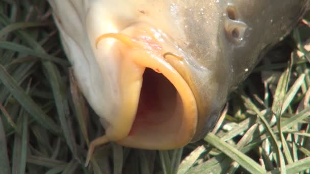 Schieten met levend en mooie grote vis in groen gras gevangen door een visser — Stockvideo