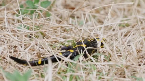 Prachtige salamander in de natuur zwarte reptiel met gele vlekken Amfian dier — Stockvideo