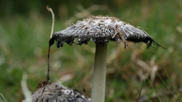 Wild Poisonous Umbrella Mushroom Close Up Image in Nature in a Rainy Day — Stock Video