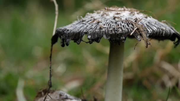 泛特写野生有毒伞蘑菇在自然在雨天 — 图库视频影像