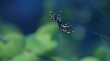 Tüylü Bacaklar ile Close Up Creepy Spider Bir Örümcek Bir Kurban Bekliyor Bir Örümcek Web Üzerinde Kalmak