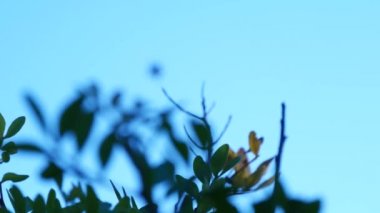 Küçük Örümcek Olası Bir Kurbanı Beklerken Bir Örümcek Web'de Kal