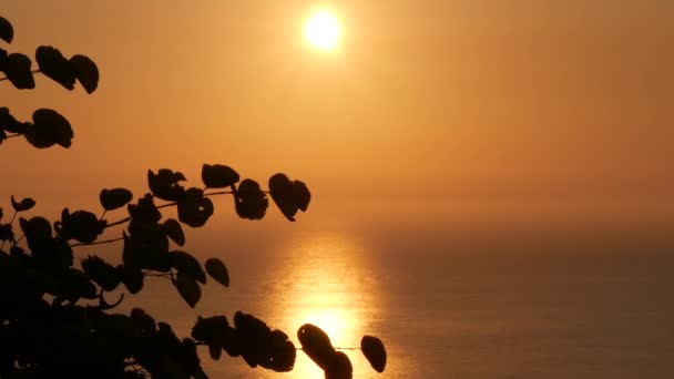 Pôr do sol bonito com reflexão alaranjada nas ondas do mar e nas folhas que se movem no vento — Vídeo de Stock