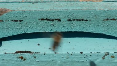 Arıların Uçup Girip Çıktığı Arı Kovanına Giriş