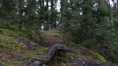 Ormanda bir dağ yolu üzerinde yürüyüş Wild Nature POV