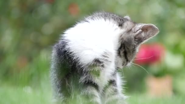Bahçede Küçük Kedi Çimenlerde Kalıyor ve Kürkü Temizliyor — Stok video