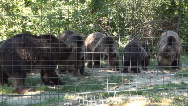Группа голодающих медведей, кормящихся в неволе в приюте для животных — стоковое видео