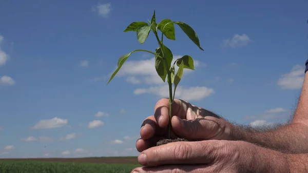 Bir çiftçi eller küçük bir bitki tutulması ile dış görüntü