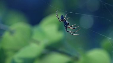 Web'de Oturan Tehlikeli Örümcek le Çekim