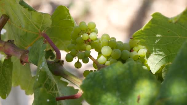 Skytte med ett gäng söta vita druvor i en jordbruksmark — Stockvideo