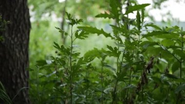 Bir Dağ Ormanında Ağaçlar, Bitkiler, Yapraklar ve Dallarla Yakın Görüş