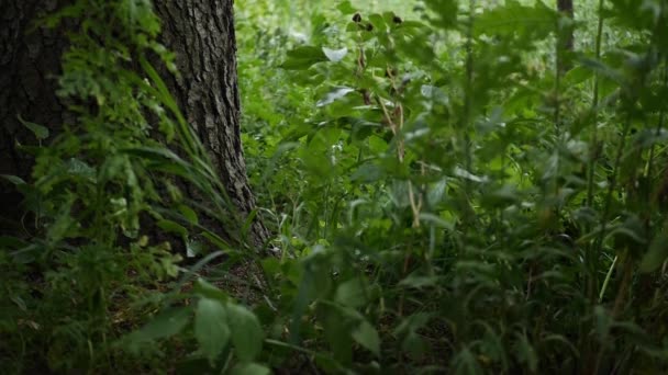 Nahaufnahme mit Bäumen, Pflanzen, Blättern und Ästen im Bergwald — Stockvideo