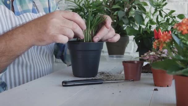 Homem apaixonado por horticultura, plantas novas flores e novas plantas em pequenos vasos em casa — Vídeo de Stock