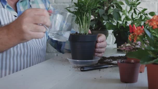 El hombre apasionado de la horticultura, plantas nuevas flores y nuevas plantas en macetas pequeñas en casa — Vídeos de Stock