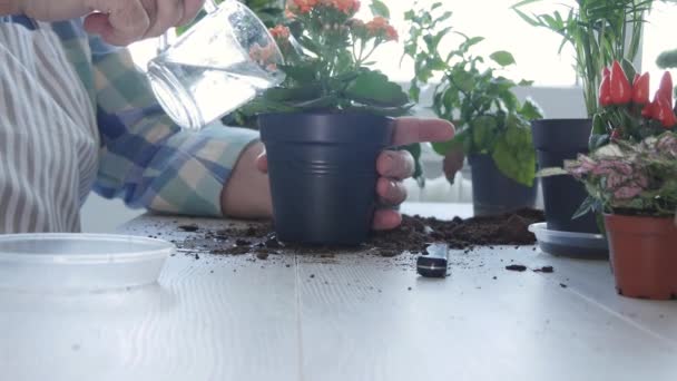 Homem apaixonado por horticultura, plantas novas flores e novas plantas em pequenos vasos em casa — Vídeo de Stock