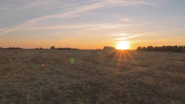 Урожай поля с круглыми тюками соломы — стоковое видео