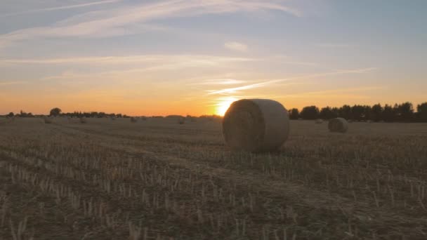 Harvested field with round bales of straw — Stock Video