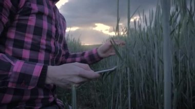 Modern erkek çiftçi bir alanda bir tablet bilgisayar ile onun ürün teftiş