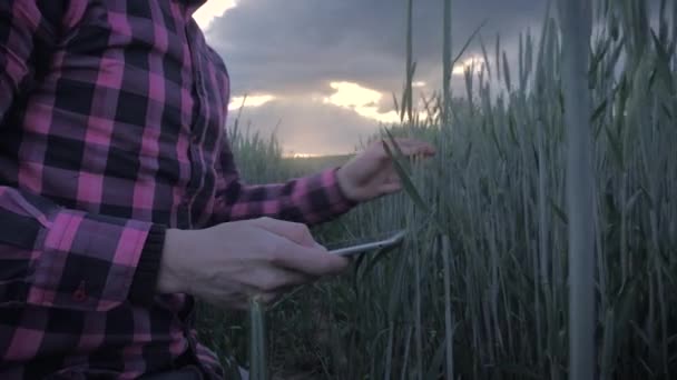 Moderno agricultor masculino inspeccionando su cultivo con una tableta en un campo — Vídeo de stock
