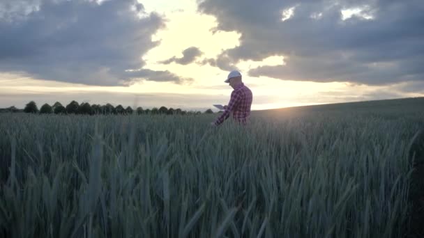 Moderno agricultor masculino inspeccionando su cultivo con una tableta en un campo — Vídeo de stock