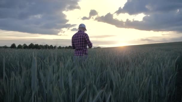 Современный фермер осматривает свой урожай планшетным компьютером в поле — стоковое видео
