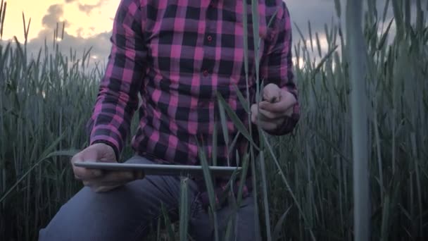 Сучасний фермер оглядає свій урожай планшетним комп'ютером у полі — стокове відео