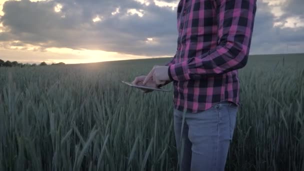 Modern erkek çiftçi bir alanda bir tablet bilgisayar ile onun ürün teftiş — Stok video