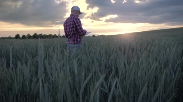 Moderno agricultor masculino inspeccionando su cultivo con una tableta en un campo — Vídeo de stock