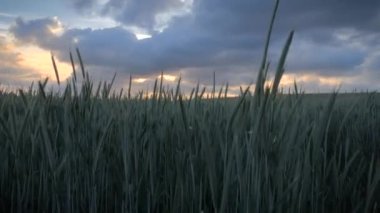Bulutlu bir gökyüzü ile parlayan güzel bir altın günbatımı ile yeşil buğday alanı