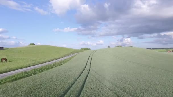 Drone kilátás: repülő gyönyörű búzafű területeken a vidéki táj — Stock videók