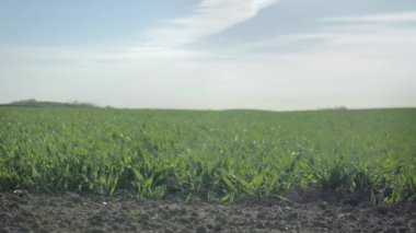 Rüzgarda sallanan yeşil çimenler