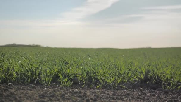 Замедленное движение: зеленая трава качается на ветру — стоковое видео