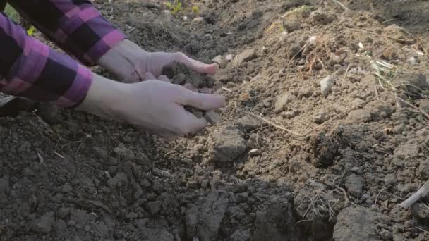 Farmář, který si vybírá suchou půdu v rukou — Stock video