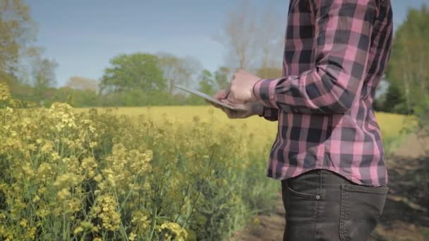 Bir alanda tablet bilgisayar ile modern erkek çiftçi — Stok video