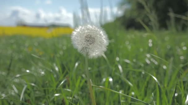 Закрытие цветущего одуванчика, качающегося на ветру под голубым небом — стоковое видео