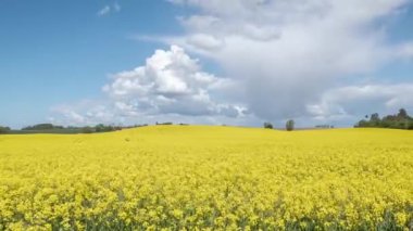 timelapse: mavi gökyüzü altında çiçekli kanola kolza alanı