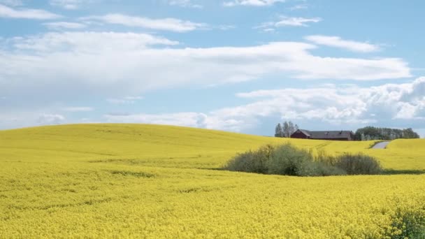 Timelapse: bloeiende koolzaad raapzaad veld onder blauwe hemel — Stockvideo