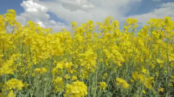 Bloeiende koolzaad raapzaad veld onder blauwe hemel — Stockvideo