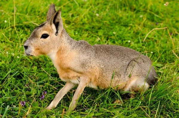Patagoniskt Mara Dolichotis Patagonum Hare Kanin — Stockfoto