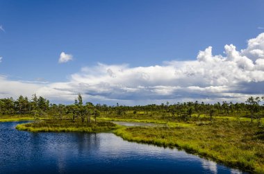  Letonya, Jurmala Kemeri Milli Parkı 'nda Bataklık.